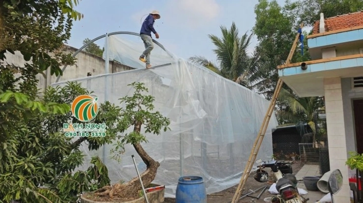 Công nhân đang lợp màng PE cho khung nhà màng trồng cây