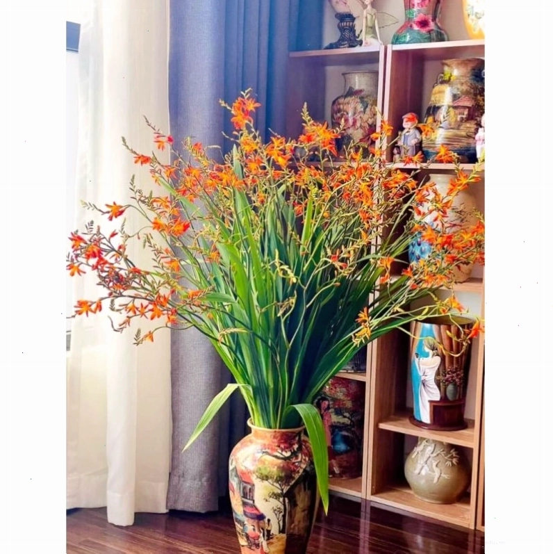 Củ giống hoa dơn lúa chất lượng cao sẵn sàng để trồng