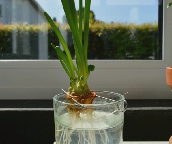 Củ hành tây bắt đầu nảy mầm khi trồng thủy canh