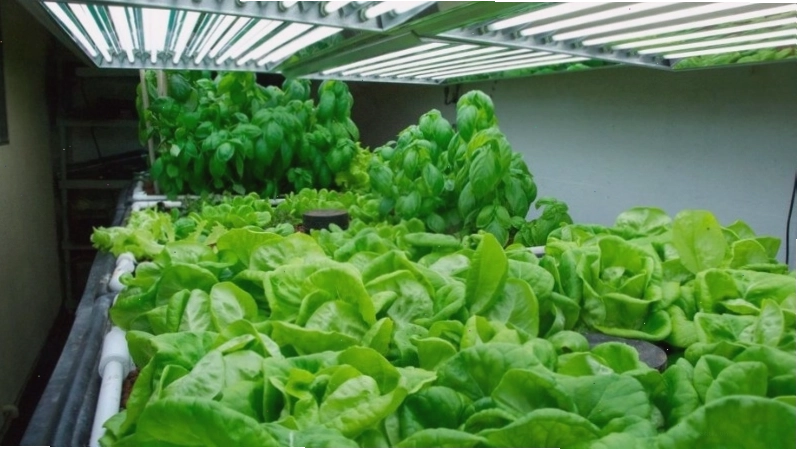 Cung cấp đủ ánh sáng cho cây trồng tại nhà