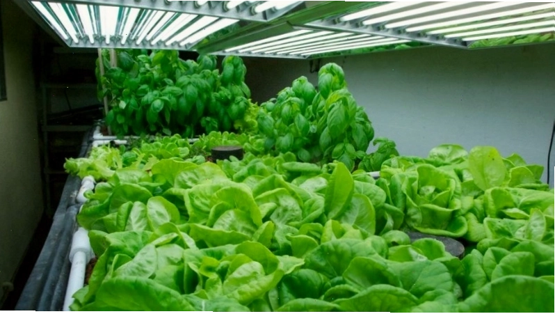 Cung cấp đủ ánh sáng giúp cây rau quang hợp tốt