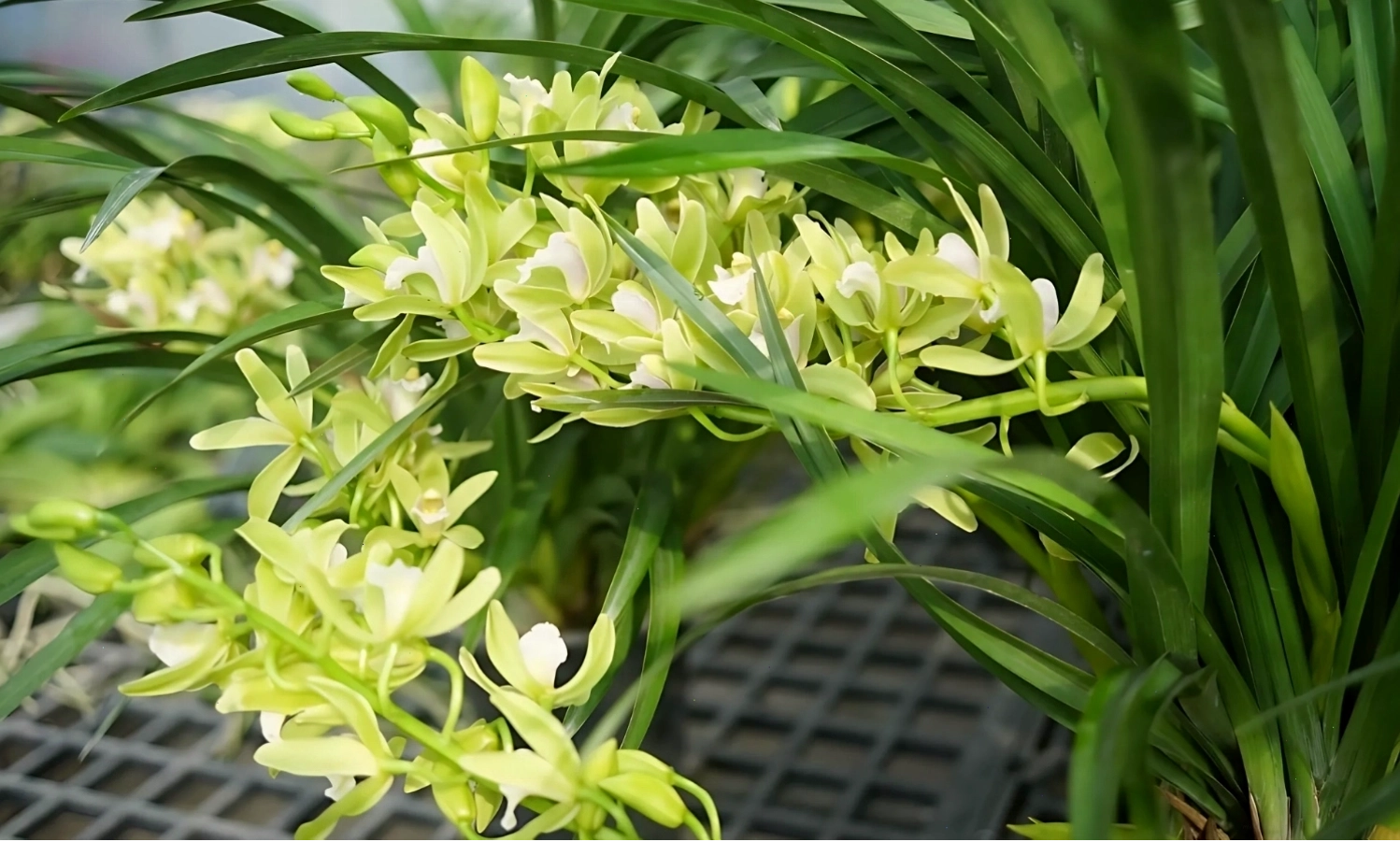 Đặc điểm bộ rễ cây địa lan