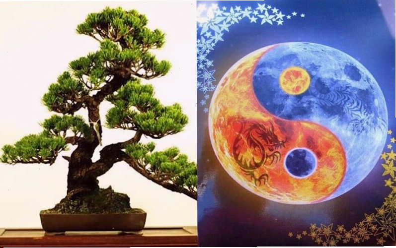 Đặc điểm cây tùng phong thủy phù hợp với mọi mệnh và tuổi