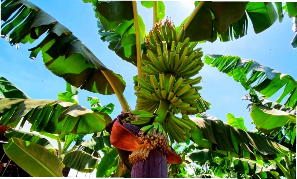 Đặc điểm chung của cây chuối và quy trình trồng cơ bản