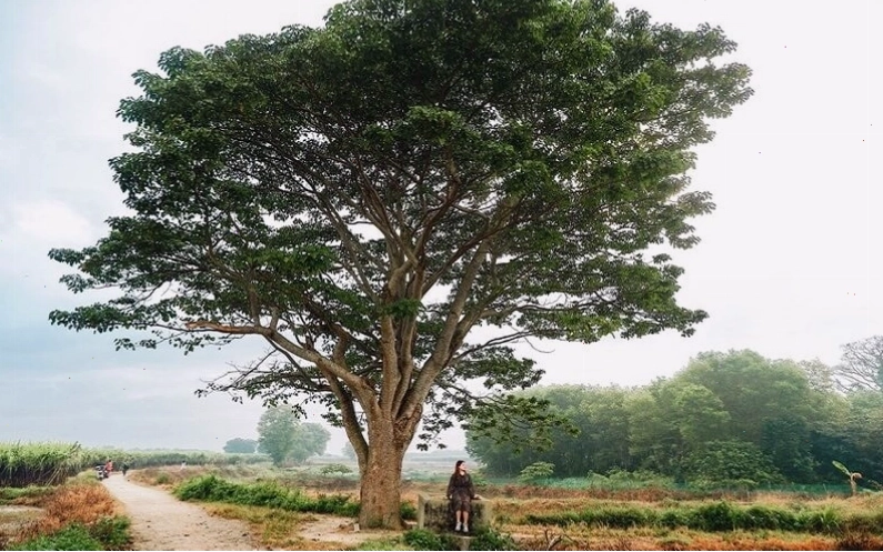 Đặc điểm của cây Ngô Đồng Trung Quốc với lá to và hoa rực rỡ