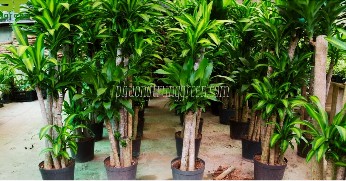 Đặc điểm hình thái cây Phát Tài Khúc