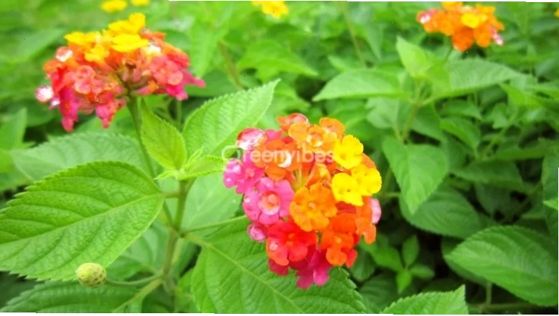 Đặc điểm hình thái lá và hoa của cây ngũ sắc