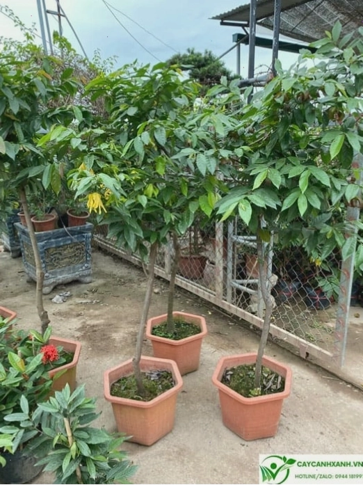 Đặc điểm lá và thân cây hoa dẻ