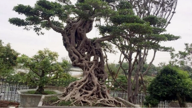 Đặc điểm nhận biết của cây si