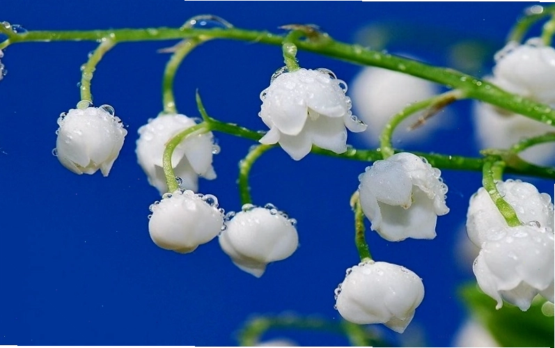 Đặc điểm nhận dạng cây hoa Linh Lan
