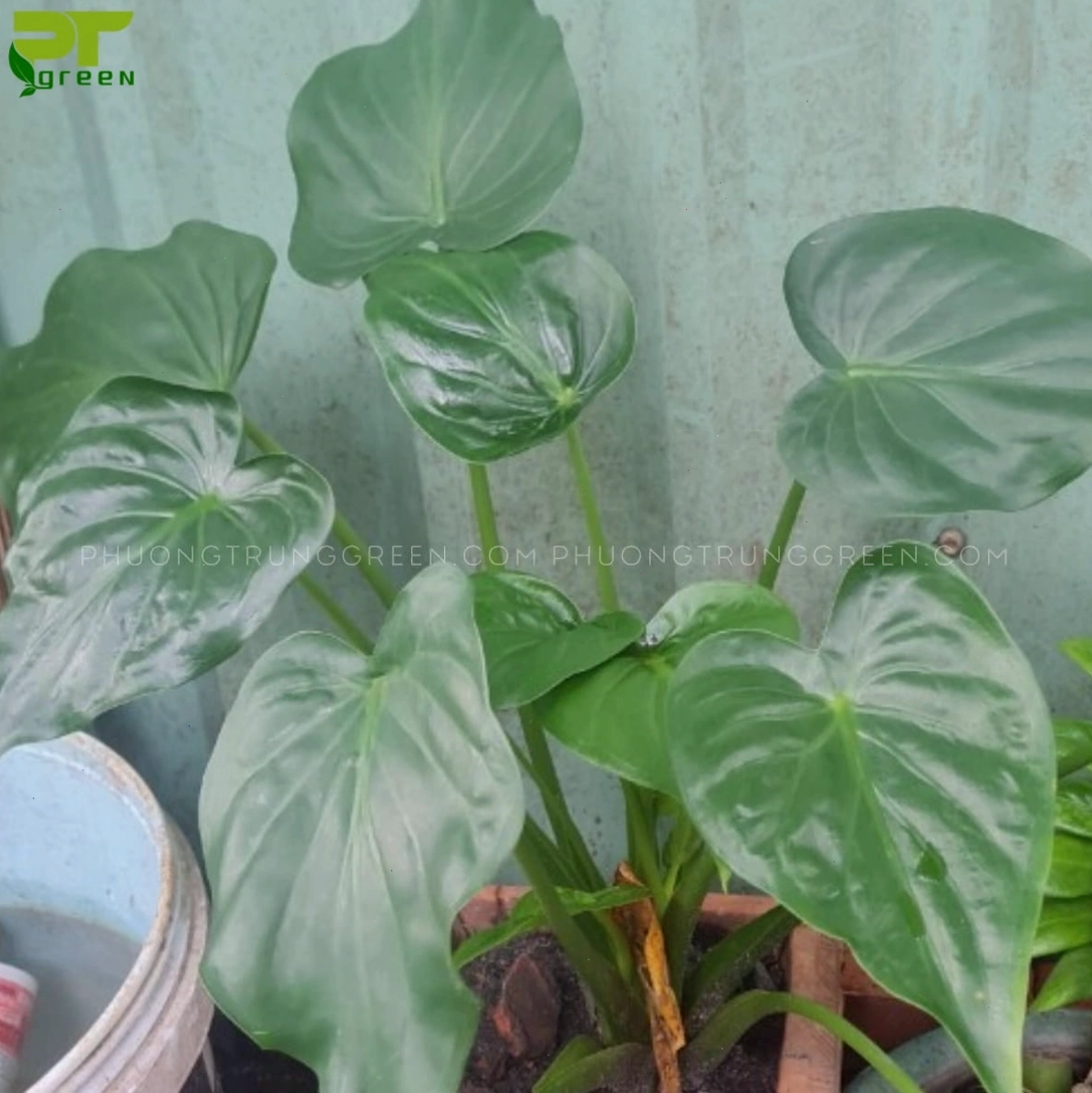 Đặc điểm nhận dạng cây tai phật với lá to bản hình tai voi