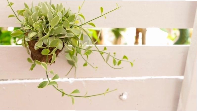 Đặc điểm thân và lá của cây lan đô la