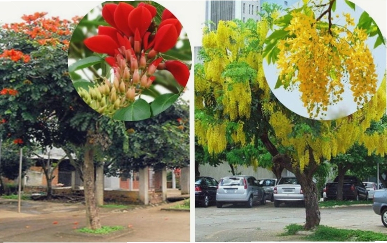 Đặc điểm và phân loại cây Osaka vàng và đỏ