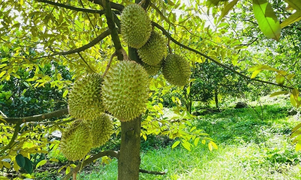 Đất trồng tơi xốp, giàu dinh dưỡng là yếu tố quan trọng cho cây sầu riêng