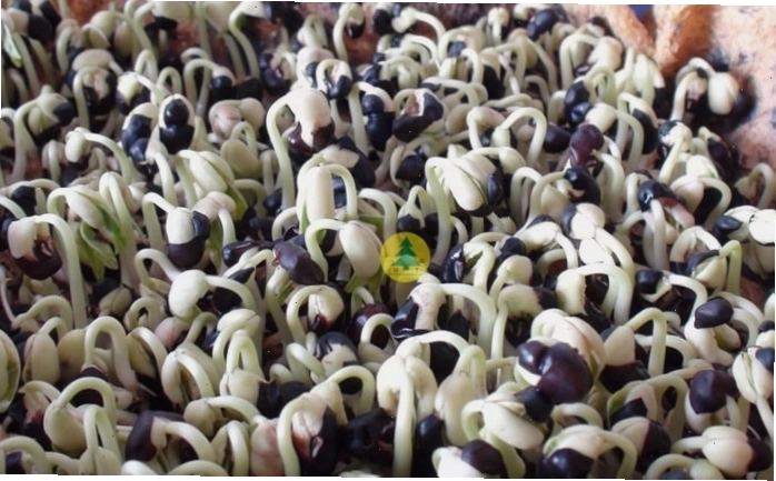 Đậu đen xanh lòng và trắng lòng