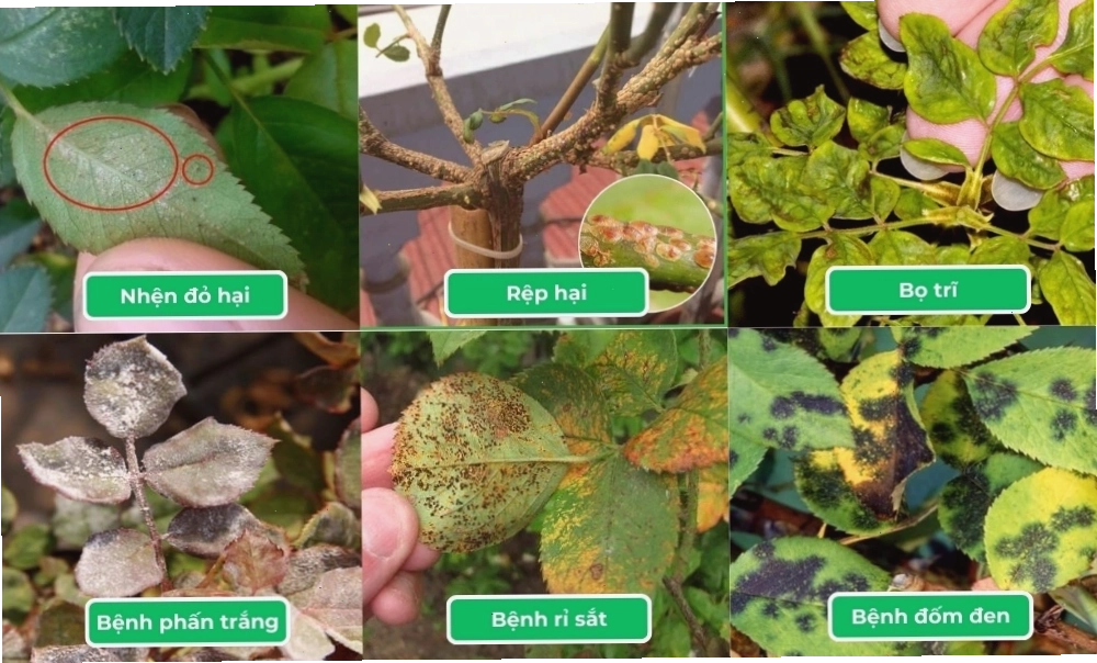 Dấu hiệu hoa hồng bị sâu bệnh hại
