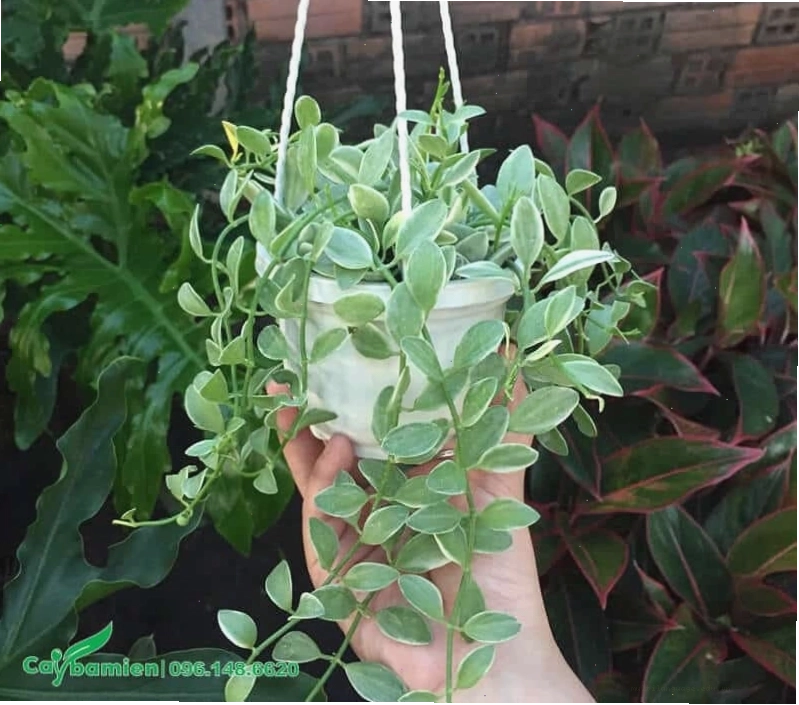 Dây lan hạt dưa trồng thả buông ở cầu thang, giếng trời