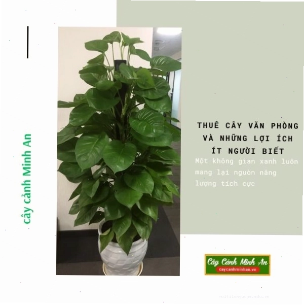 Dịch vụ cho thuê cây xanh văn phòng tại Cây cảnh Minh An