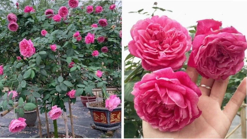 Điều kiện ánh sáng tốt và đầy đủ từ 6 - 8 giờ một ngày để cây khỏe mạnh
