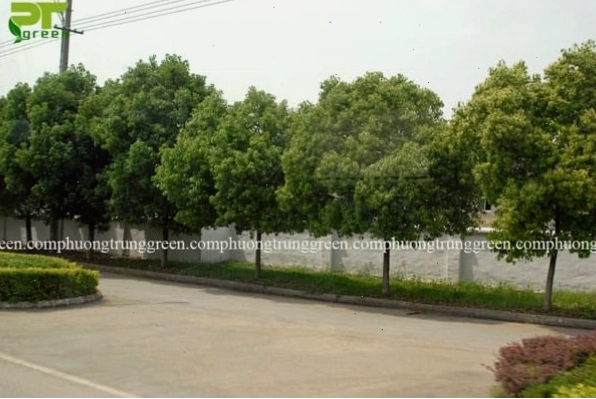 Đồ nội thất làm từ gỗ long não