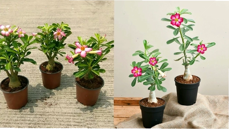 Ghép cành là phương pháp nhân giống phổ biến cho hoa sứ