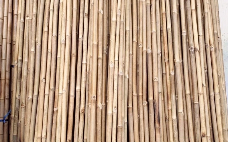 Giá bán cây le rừng tại TPHCM và các ứng dụng phổ biến