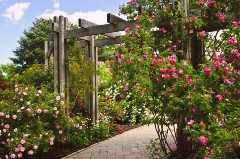 Giàn pergola kết hợp hoa hồng leo tạo điểm nhấn xinh xắn cho sân vườn