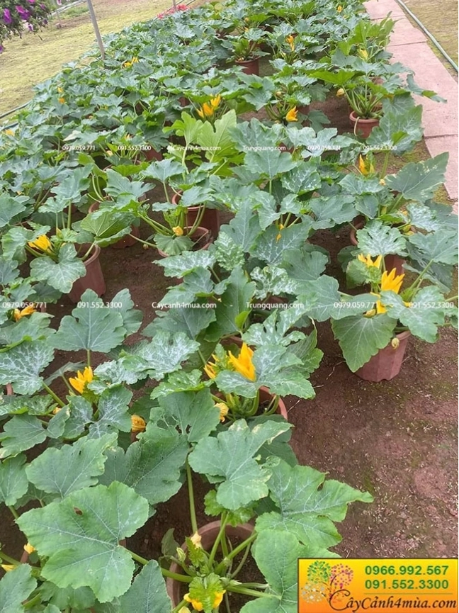 Giới thiệu về cây bí ngòi