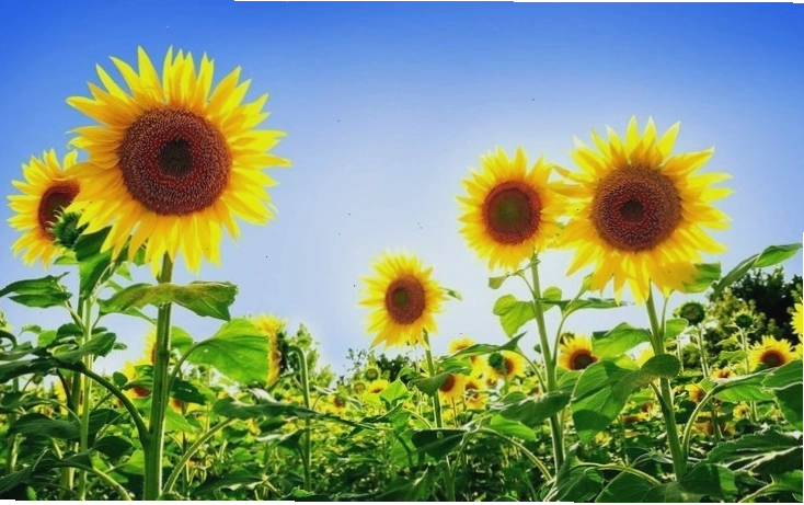 Giới thiệu về hoa hướng dương với vẻ đẹp rạng rỡ