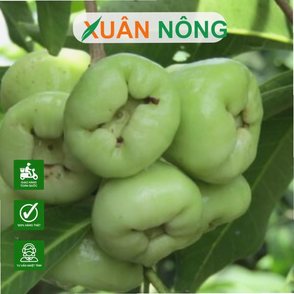 Giống mận xanh với vỏ ngoài màu xanh đặc trưng