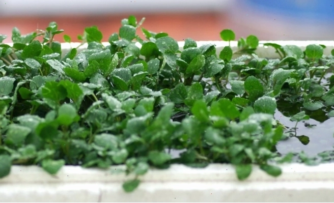 Gốc cải xoong có thể tái sinh lá mới