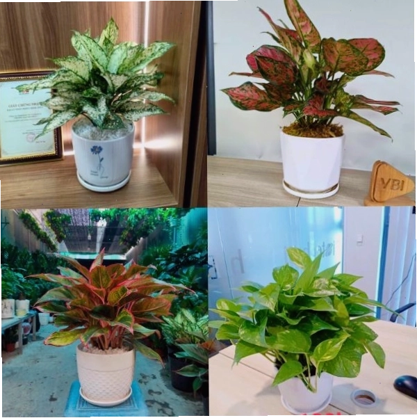 Gợi ý các loại cây cảnh văn phòng đẹp dễ chăm sóc