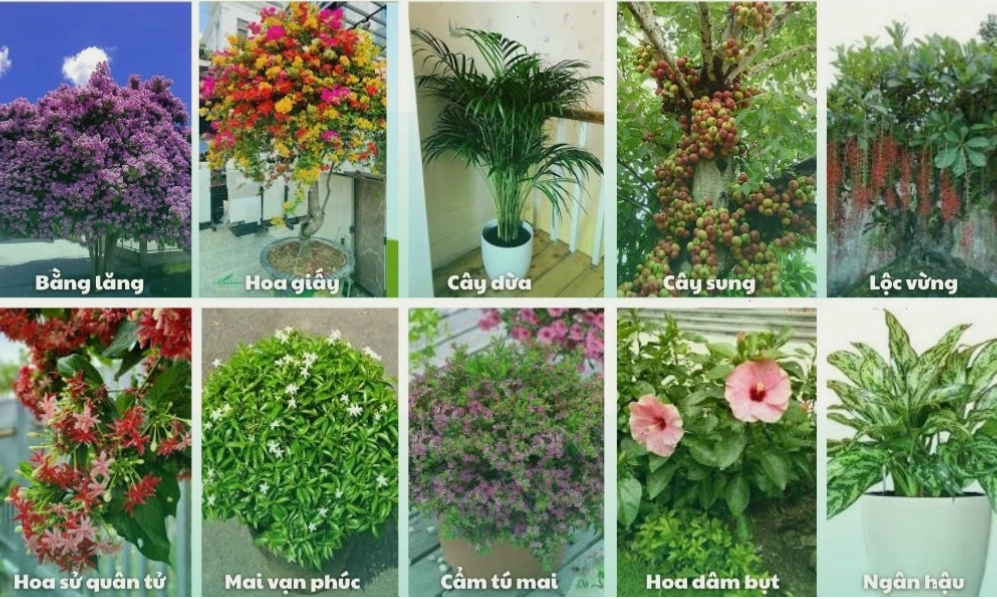 Gợi ý một số loại cây dùng để trồng trong sân vườn