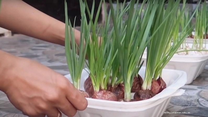 Hành lá phát triển tốt trong hộp xốp