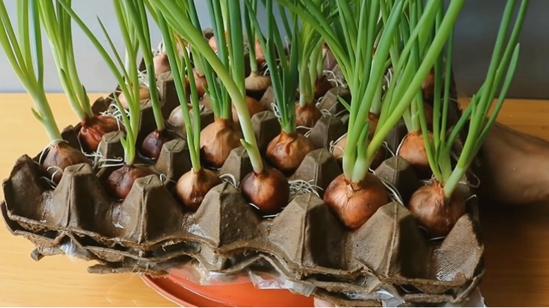 Hành lá phát triển xanh tốt sau 2 tuần trồng trong vỉ trứng