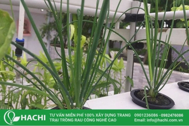 Hành lá phát triển xanh tốt trong dung dịch dinh dưỡng thủy canh