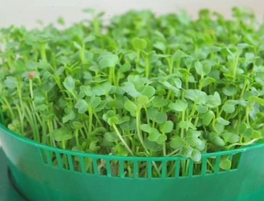 Hành tây trồng trong nước phát triển xanh tốt