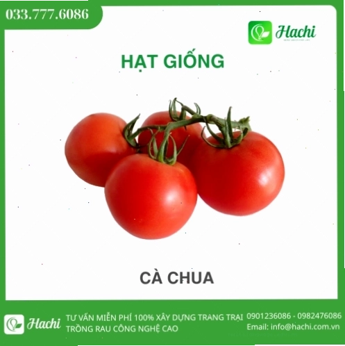 Hạt giống cà chua chịu nhiệt