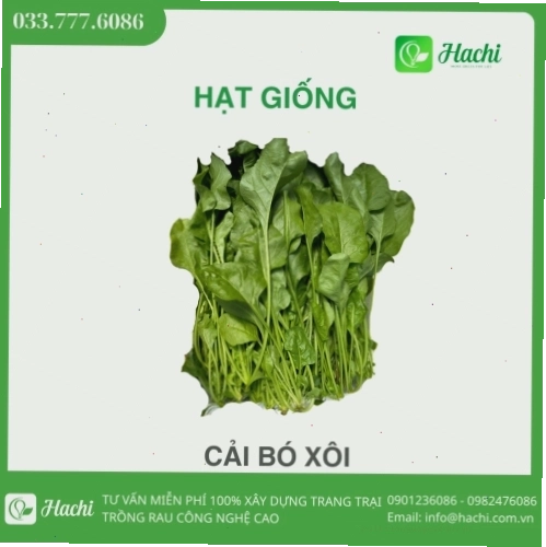 Hạt giống cải bó xôi, rau bina, rau chân vịt giá rẻ