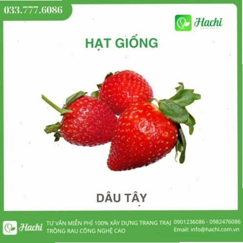 Hạt giống dâu tây