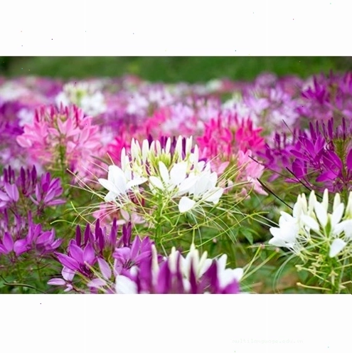 Hạt giống hoa túy điệp chất lượng cao