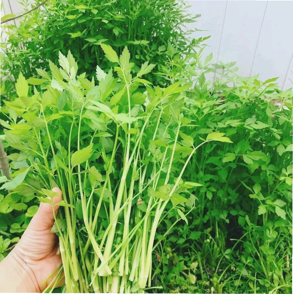 Hạt giống rau cần đang nảy mầm trong khay ươm