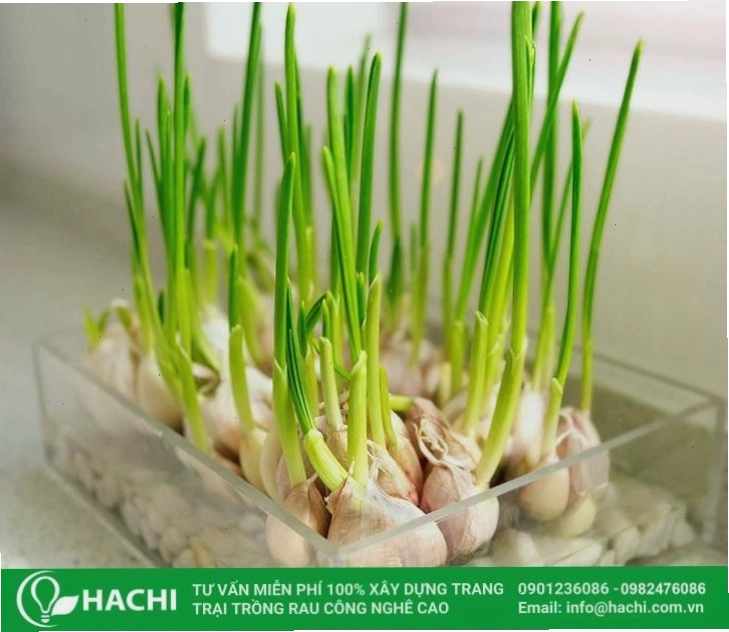 Hệ thống trồng hành thủy canh đơn giản với chai nhựa