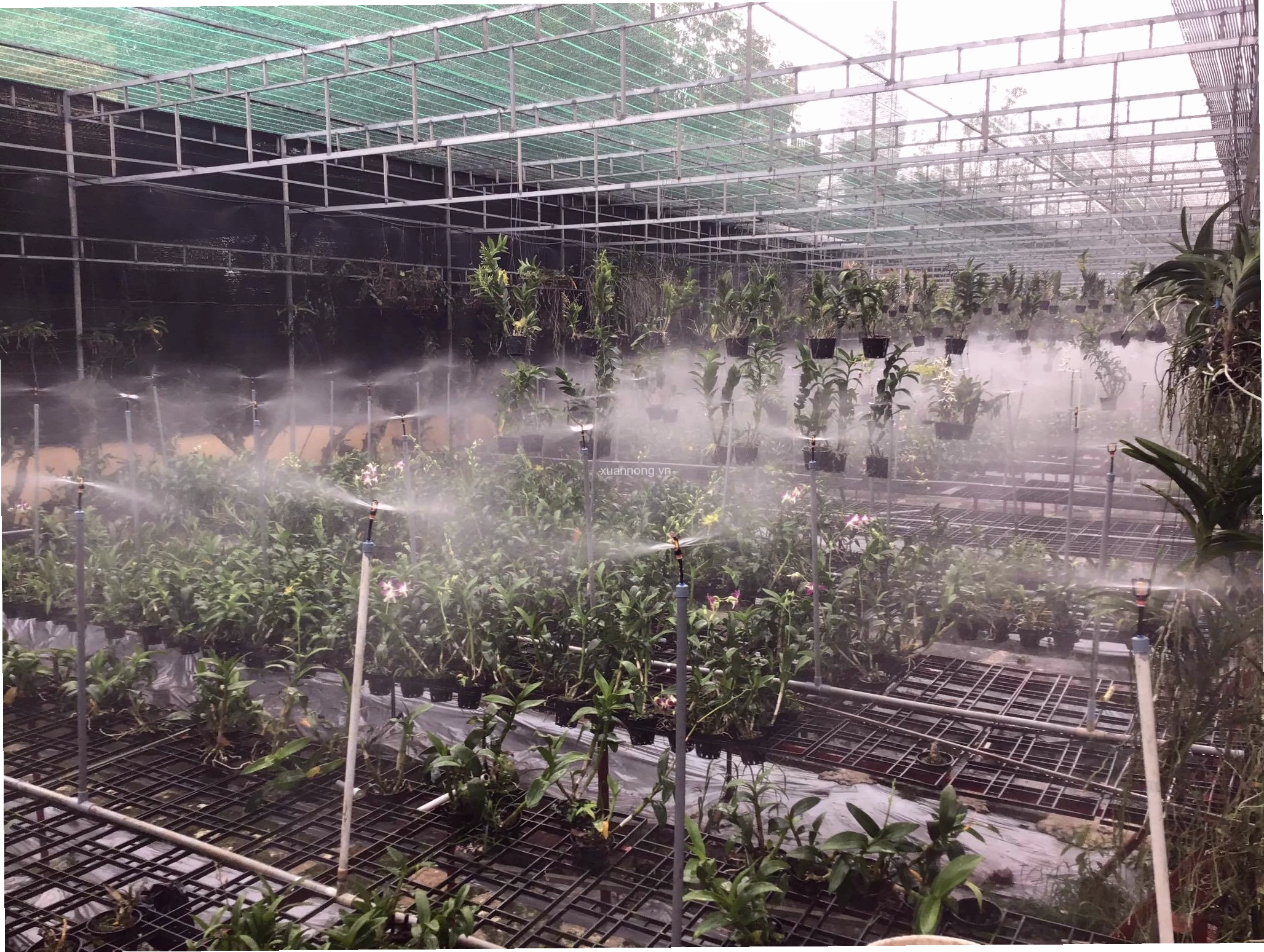 Hệ thống tưới phun sương tự động cho lan