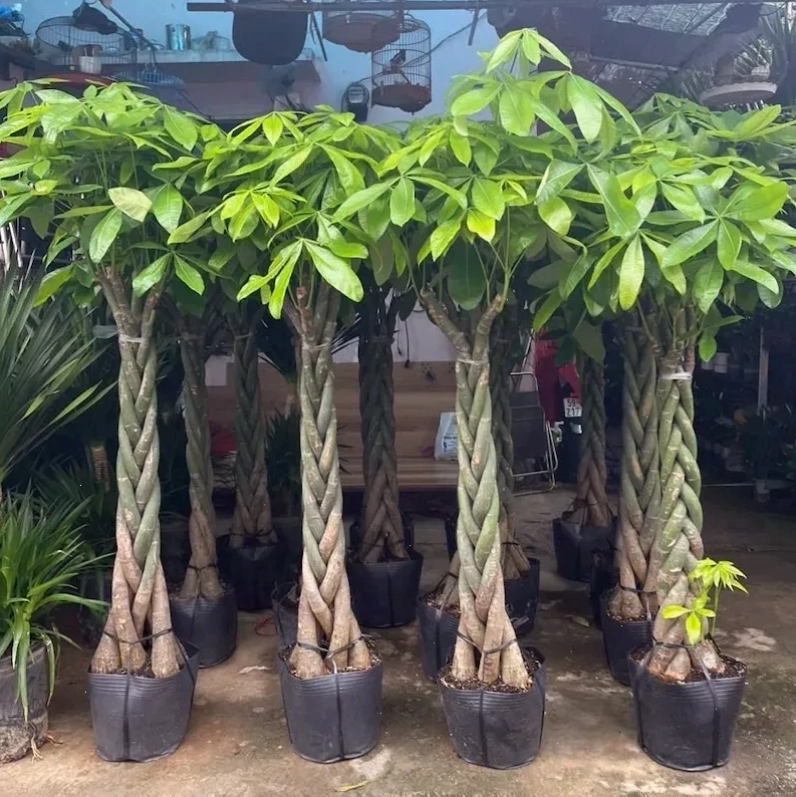 Hình ảnh cây kim ngân loại to với nhiều nhánh xanh tươi tốt