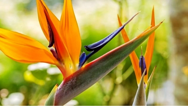 Hình ảnh đẹp về cây hoa thiên điểu