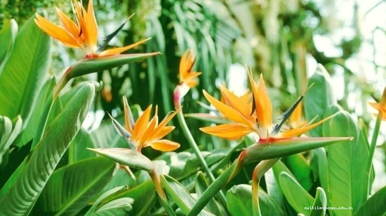 Hình ảnh đẹp về cây hoa thiên điểu