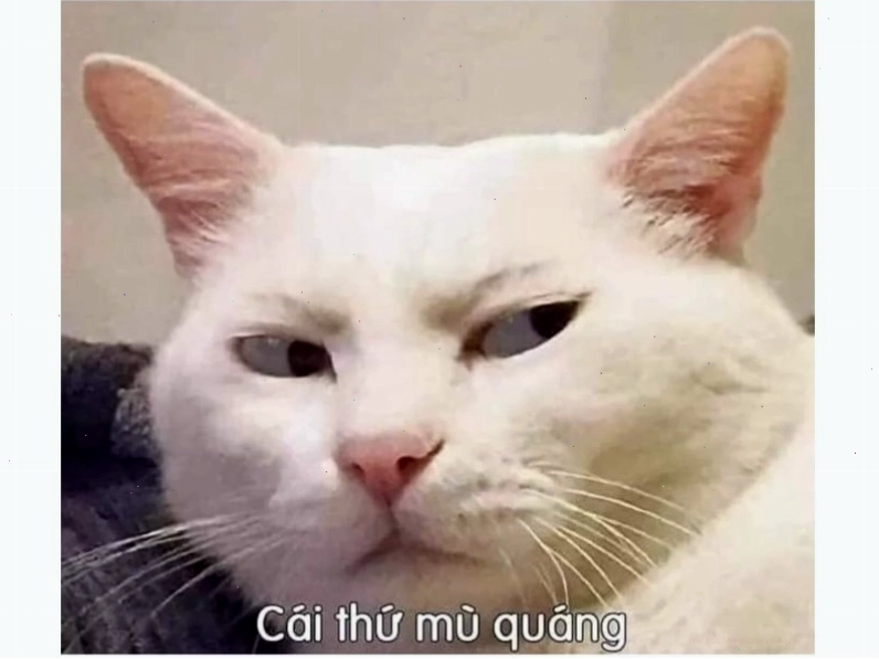 Hình ảnh mèo bựa đang ngủ gật