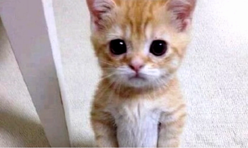 Hình ảnh mèo meme vô tri, hài hước thích hợp làm avatar
