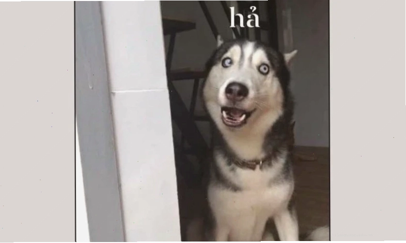 Hình biểu cảm vô tri, ngơ ngác của mèo meme hài bựa
